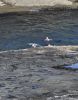 PICTURES/Loop Head Peninsula - Bridges of Ross & Lighthouse/t_20250921_131349.jpg